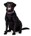 Dingo Adjustable Dog Collar America Alabama 2.0cm/45cm