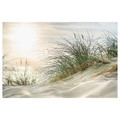 PJÄTTERYD Picture, grass on a dune, 118x78 cm