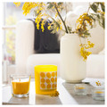 SVARTOXBÄR Scented candle in glass, Mimosa/yellow, 25 hr