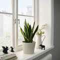 KÖRSBÄRSBJÖRK Plant pot, light grey/beige, 15 cm