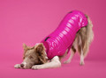 Chaba Dog Coat Jacket Dopamine 3XL, fuchsia