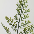 SMYCKA Artificial leaf, in/outdoor/fern green, 53 cm