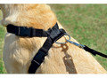 Zolux Car Safety Leash for Dogs