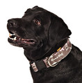 Dingo Adjustable Dog Collar America Nevada 4.0cm/75cm