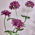 SMYCKA Artificial flower, in/outdoor Chrysanthemums/lilac, 71 cm