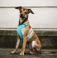 Dingo Dog Harness Size M, mint