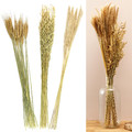 Dried Oat Bouquet 75cm