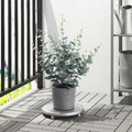 FEJKA Artificial potted plant, in/outdoor eucalyptus, 15 cm