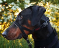Halti Headcollar Size 3, black