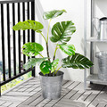 FEJKA Artificial potted plant, indoor/outdoor, Monstera, 19 cm
