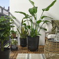 PÄRLRÖNN Plant pot, in/outdoor/black, 32 cm