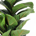 Artificial Plant Ficus