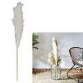 Natural Dried Pampass Grass 120cm