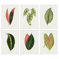BILD Poster, collection of leaves, 30x40 cm, 6 pack