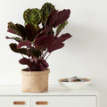 Seagrass Herringbone Plant Pot 19cm
