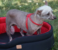 Dingo Dog Harness Glamour Size 3 (37-43cm), red