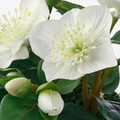 VINTERFEST Artificial potted plant with pot, Christmas rose white, 10 cm