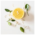LOTSFÅGEL Scented tealight, Citrus flower light yellow, 3.5 hr, 30-pack