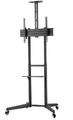 NewStar Floor Stand 37-70" 50kg FL50-550BL1