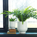 DRÖMSK Plant pot, white, 15 cm