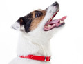Dingo Leather Collar 2.0x45cm, red