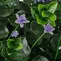FEJKA Artificial potted plant, in/outdoor/flowering lilac, 12 cm