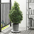 BOYSENBÄR Plant pot, in/outdoor light grey, 19 cm