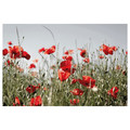 PJÄTTERYD Picture, red wildflowers, 118x78 cm