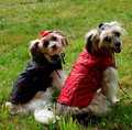 Grande Finale Quilted Dog Jacket Size 2, red