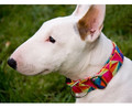 Dingo Adjustable Dog Collar America Colorado 4.0cm/75cm