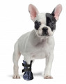 Grande Finale Wound Recovery Boot for Dogs Size 1 - 4cm