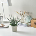 KÖRSBÄRSBJÖRK Plant pot, light grey/beige, 6 cm