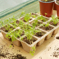 Verve Natural Tray Seed Pots 4.5 x 4.5 x 12 cm 5pcs