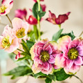 SMYCKA Artificial bouquet, in/outdoor/dark pink, 52 cm