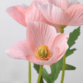 SMYCKA Artificial flower, in/outdoor/Poppy pink, 27 cm