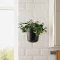 PÄRLRÖNN Hanging planter, in/outdoor/black, 15 cm