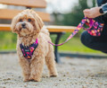 CHABA Adjustable Dog Collar Story M 2.0cm, marigold