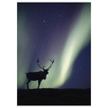 PJÄTTERYD Picture, reindeer and aurora borealis, 50x70 cm