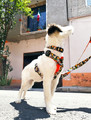 Dingo Adjustable Dog Collar City - Chiapas 4.0/75cm