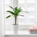 DRÖMSK Plant pot, white, 9 cm