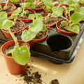 Verve Seed Pots 20pcs with Tray