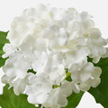 SMYCKA Artificial flower, Snowball, white, 60 cm