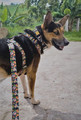 Dingo Adjustable Dog Collar City - Chiapas 2.0cm/45cm