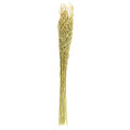 Dried Oat Bouquet 75cm