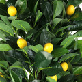 Artificial Lemon Tree 120 cm