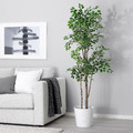 FEJKA Artificial potted plant, in/outdoor Weeping fig, 21 cm