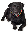 Dingo Adjustable Dog Collar America Colorado 4.0cm/75cm
