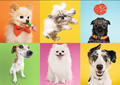 Trefl Children's Puzzle Dogs 500pcs 7+