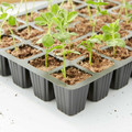 Verve Tray Seed Pots 5 x 5 x 40 cm 5pcs
