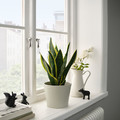 KÖRSBÄRSBJÖRK Plant pot, light grey/beige, 15 cm